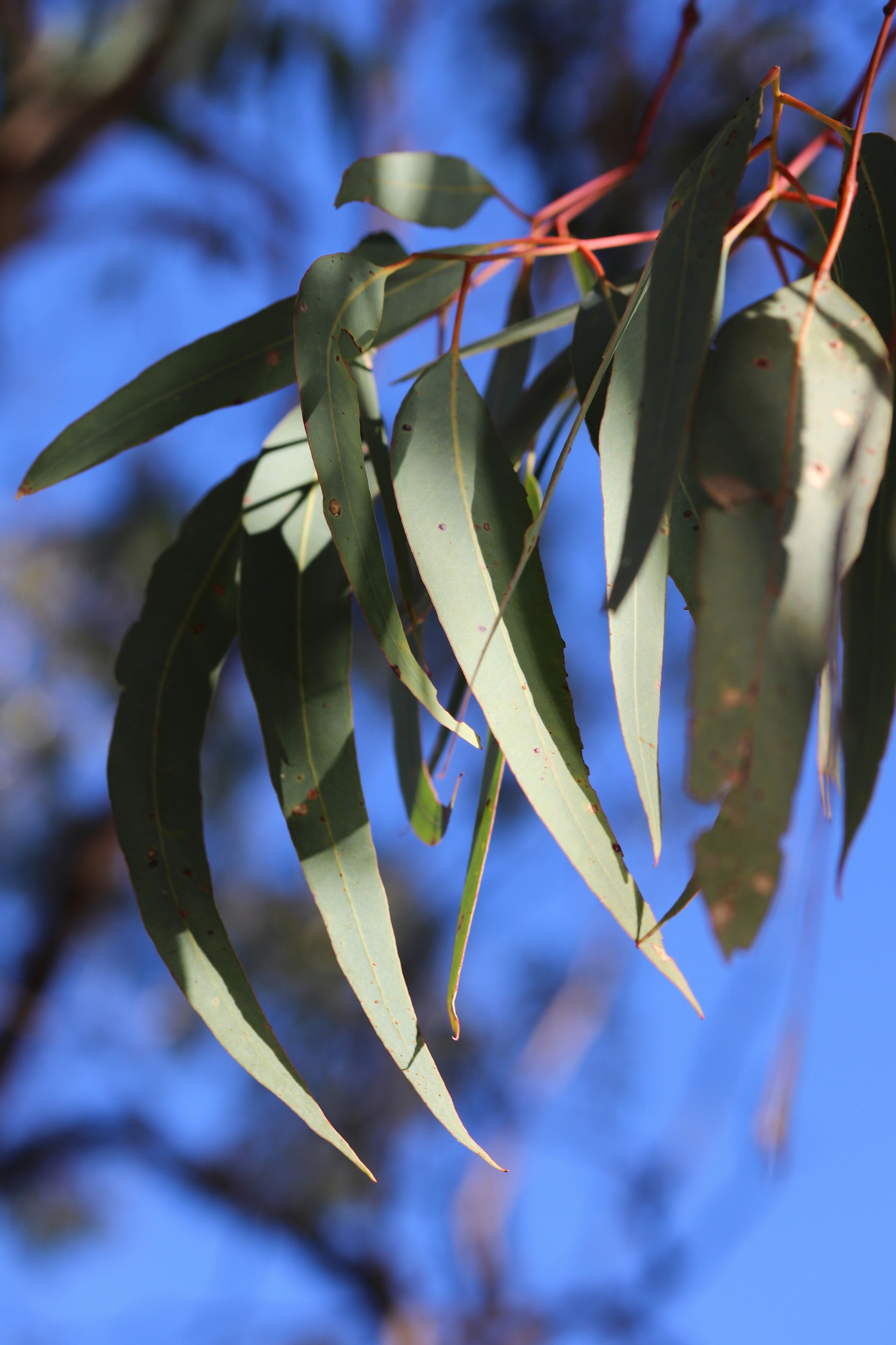 Eucalyptus